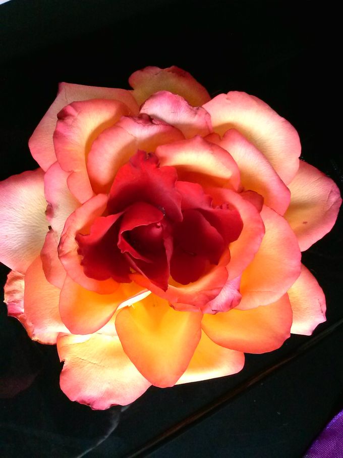 Uitvergrootte Bruidsroos.
Kan gedragen worden als pols, haar, hoed en op kleding.
Deze roos is gemaakt van drie rozen.