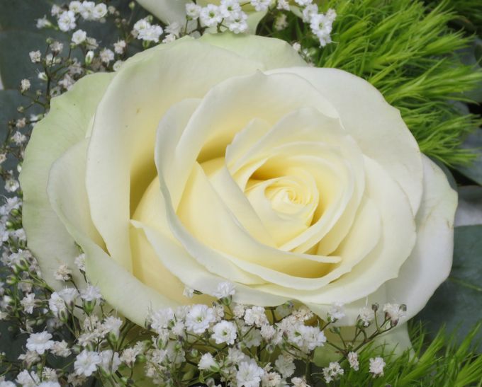 Witte Roos:  Avalanche is een prachtige volle roos zeer geschikt voor  Bruidsboeketten!